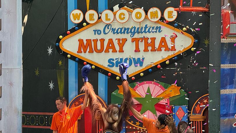 Orang-Utans boxen in einem Freizeitpark nahe Bangkok. Orang-Utans boxen in einem Freizeitpark nahe Bangkok.