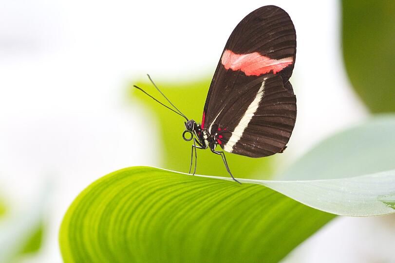 Tropische Schmetterlinge flattern jedes Jahr im Winter im Botanischen garten umher.