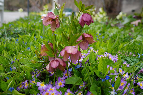 Die Nieswurz bl&uuml;ht schon fr&uuml;h im Jahr.