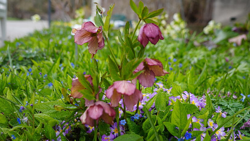Die Nieswurz bl&uuml;ht schon fr&uuml;h im Jahr.