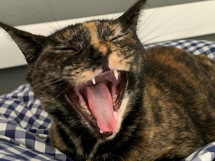 Amy