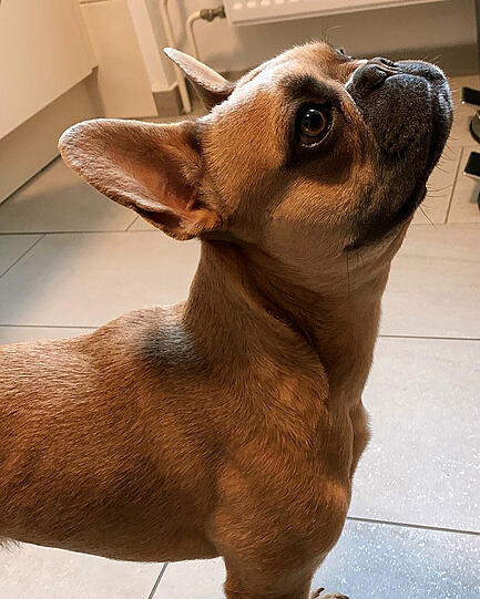 Carlos
