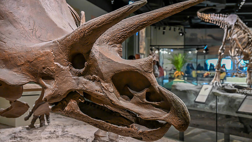 So sieht ein versteinerter Triceratops-Sch&auml;del aus, der jetzt auf dem Weg ist von Garching nach China. (Symbolbild)