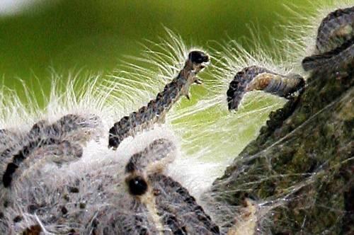 Die feinen giftigen Raupenhaare des Eichenprozessionsspinners lösen bei vielen Menschen Allergien aus.