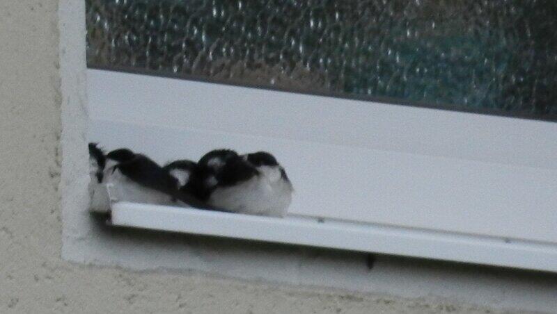 Frierende Schwalben auf einem Fensterbrett - und das soll etwas mit Sommer zu tun haben? Frierende Schwalben auf einem Fensterbrett - und das soll etwas mit Sommer zu tun haben?