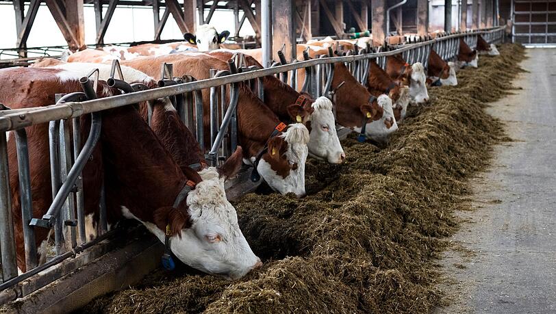 Die Haltungsbedingungen von Nutztieren spielen eine immer gr&ouml;&szlig;ere Rolle - Landwirte in Bayern haben daher ein gro&szlig;es Interesse an F&ouml;rdergeldern f&uuml;r den Umbau oder Neubau von Stallungen. (Illustration)