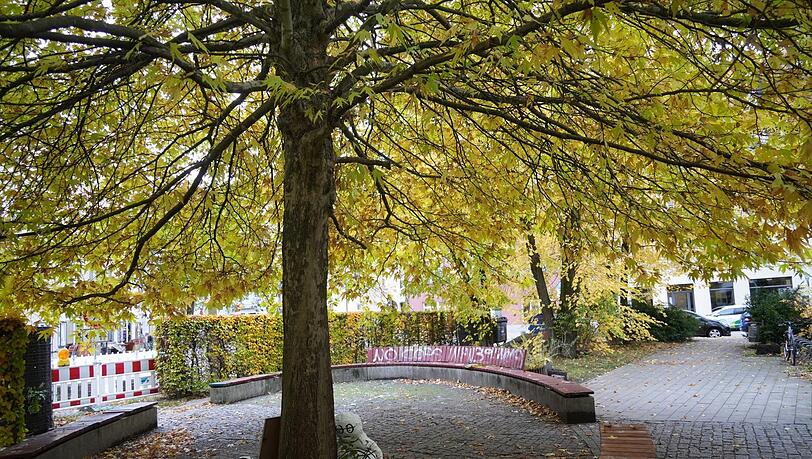 Auch im Herbst ein Idyll: Die Platane bildet den Mittelpunkt einer Baumgruppe, die im Westend bei Bürgern sehr beliebt ist.