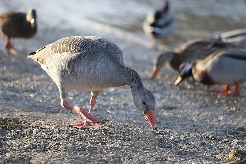 An der Isar: Graugans auf Futtersuche.