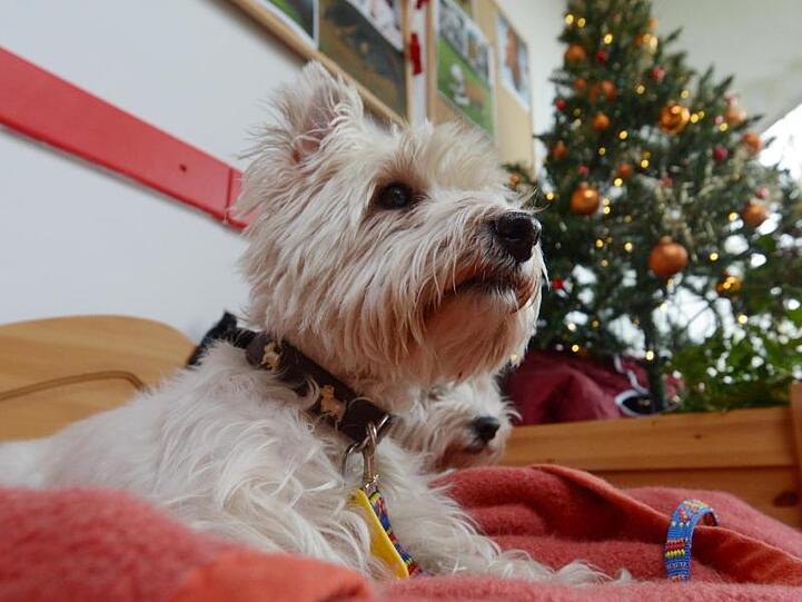 Ein West Highland Terrier sitzt in einem Tierheim vor einem geschmückten Weihnachtsbaum.