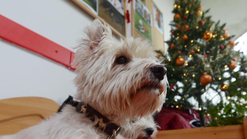 Ein West Highland Terrier sitzt in einem Tierheim vor einem geschmückten Weihnachtsbaum. Ein West Highland Terrier sitzt in einem Tierheim vor einem geschmückten Weihnachtsbaum.