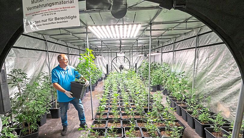 Vaclav Wenzel Cerveny im Anbauzelt. Alles war schon vorbereitet: So hätte Wenzel Cerveny seine Pflanzen für Mitglieder des Cannabisvereins Chillout Club züchten wollen, in einem speziell beleuchteten und belüfteten Raum.