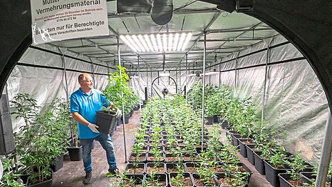 Vaclav Wenzel Cerveny im Anbauzelt. Alles war schon vorbereitet: So hätte Wenzel Cerveny seine Pflanzen für Mitglieder des Cannabisvereins Chillout Club züchten wollen, in einem speziell beleuchteten und belüfteten Raum.