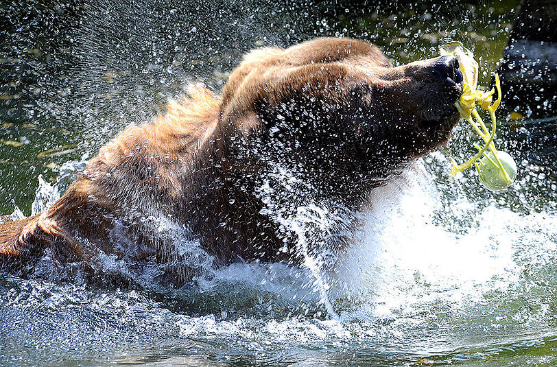 Im Yellowstone-Nationalpark im US-Bundesstaat Wyoming ist ein Ausflügler von einem Grizzlybären getötet worden. (Symbolbild)