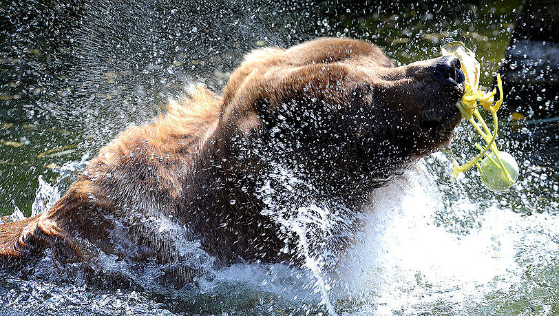 Im Yellowstone-Nationalpark im US-Bundesstaat Wyoming ist ein Ausflügler von einem Grizzlybären getötet worden. (Symbolbild) Im Yellowstone-Nationalpark im US-Bundesstaat Wyoming ist ein Ausflügler von einem Grizzlybären getötet worden. (Symbolbild)