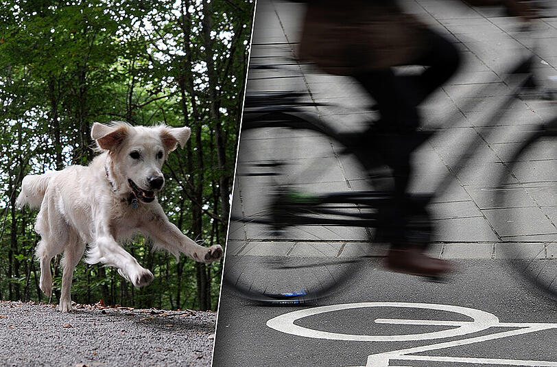 Die Besitzerin ließ ihren Hund von der Leine, wenig später verursachte das Tier einen Unfall mit einem schwer verletzten Radfahrer. (Archiv-/Symbolbild)