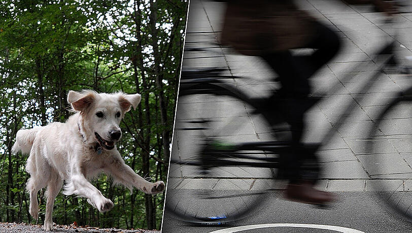 Die Besitzerin ließ ihren Hund von der Leine, wenig später verursachte das Tier einen Unfall mit einem schwer verletzten Radfahrer. (Archiv-/Symbolbild) Die Besitzerin ließ ihren Hund von der Leine, wenig später verursachte das Tier einen Unfall mit einem schwer verletzten Radfahrer. (Archiv-/Symbolbild)