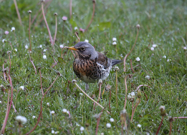 Der frühe Vogel: eine Drossel auf (vergeblicher) Wurmsuche.
