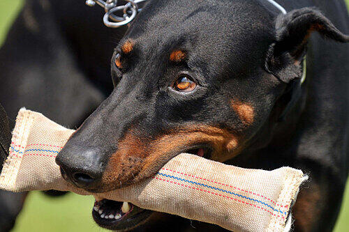 Ein fünfjähriges Mädchen ist im niederbayerischen Abensberg von einem Hund angefallen und in den Kopf gebissen worden. (Symbolbild)