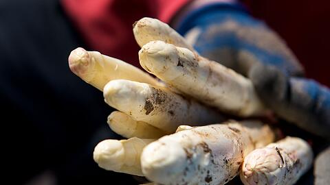 Die Spargelbetriebe in Deutschland k&ouml;nnen bald mit der Ernte beginnen.