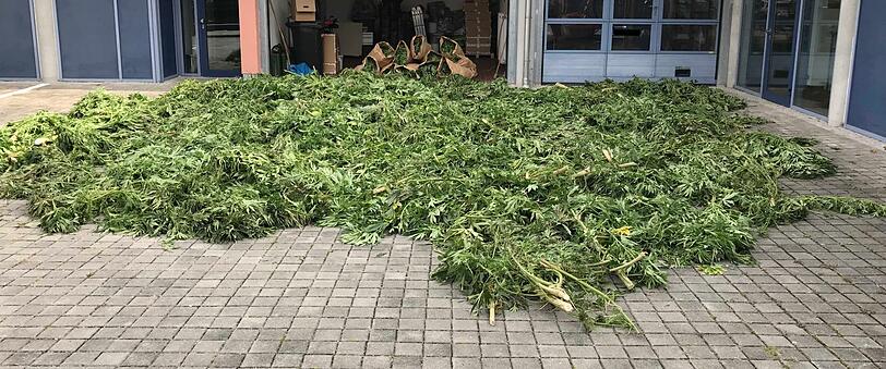 Der Ertrag der abgeerntete Pflanzen im Hof der Polizei.