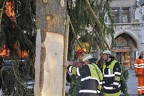 Was nicht passt, wird passend gemacht: Der Christbaum kommt aus Garmisch-Partenkirchen. Am 26. November leuchten 3000 Lichter auf ihm.