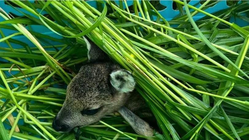 Die Rehkitzrettung München bewahrt die kleinen Tiere davor, von Mähmaschinen getötet zu werden.