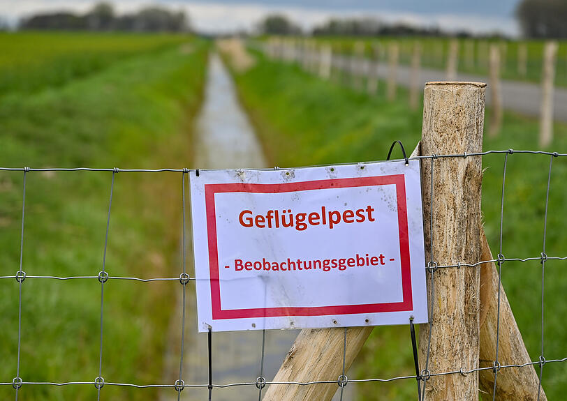Ein Schild mit der Aufschrift "Geflügelpest Beobachtungsgebiet" hängt an einem Zaun im Oderbruch in Brandenburg.