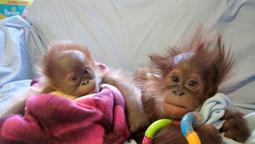Orang-Utan Baby Rieke und ihr Adoptivbruder lernen sich langsam kennen. Orang-Utan Baby Rieke und ihr Adoptivbruder lernen sich langsam kennen.