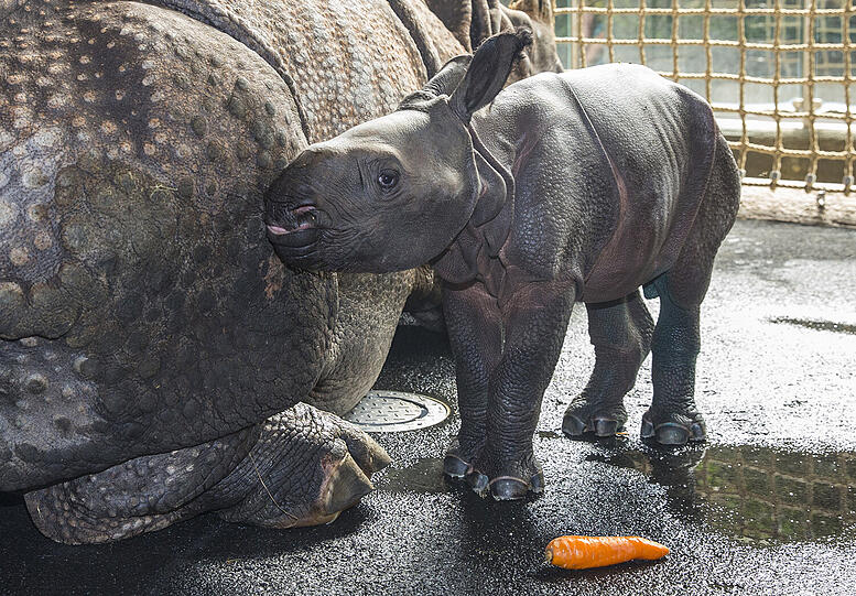 September 2015: Panzernashorn-Mutter Rapti bringt ihr Jungtier zur Welt, das die Besucher auf den Namen Puri taufen. Zuerst ist das kleine schwach und darf noch nicht an die Öffentlichkeit.