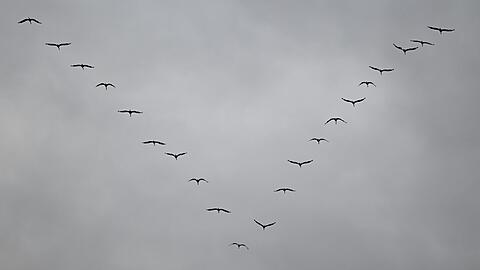 Zugvögel, die in Afrika überwintern, kommen zwar früher zurück, verpassen klimabedingt jedoch bisweilen die beste Zeit zum Fressen in ihrem heimischen Gebieten.