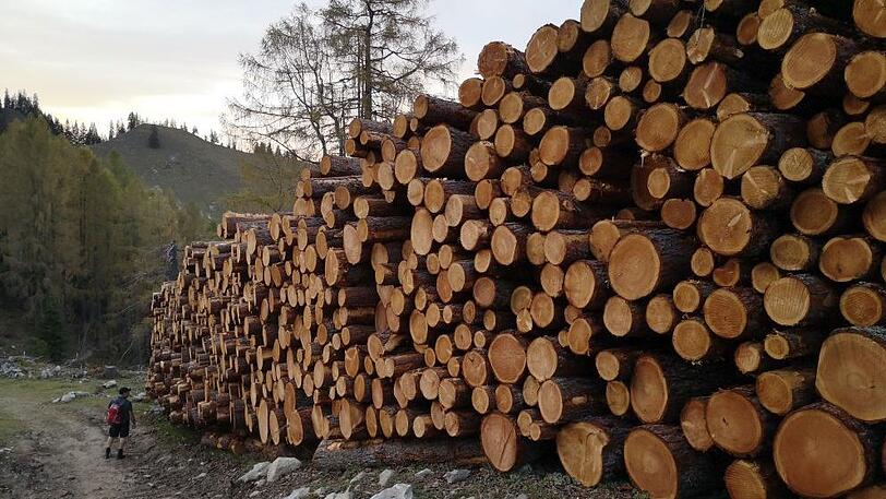 Von dem einstigen Lärchenwald auf 1.400 Metern Höhe sind nur Holzstapel geblieben.