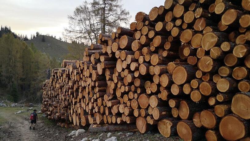 Von dem einstigen Lärchenwald auf 1.400 Metern Höhe sind nur Holzstapel geblieben. Von dem einstigen Lärchenwald auf 1.400 Metern Höhe sind nur Holzstapel geblieben.