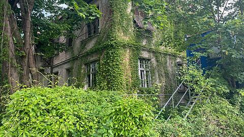An der leerstehenden Villa mit der Adresse Neuburger Straße 8 lässt sich mit großem Staunen auch sehen, wie schnell und umfänglich sich die Natur alles Menschengemachte wieder zurückholen kann. Seit Jahren steht ein Baucontainer am Schmuckstück, aber es passiert nichts.
