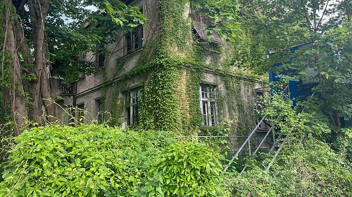 An der leerstehenden Villa mit der Adresse Neuburger Straße 8 lässt sich mit großem Staunen auch sehen, wie schnell und umfänglich sich die Natur alles Menschengemachte wieder zurückholen kann. Seit Jahren steht ein Baucontainer am Schmuckstück, aber es passiert nichts.