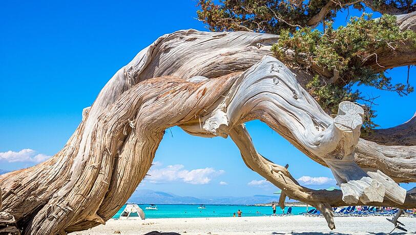 &Uuml;ber Kreta und seine Natur erf&auml;hrt man viel auf der "Free". &emsp;