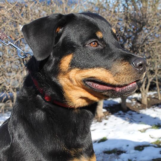 Ihre Verletzungen heilten im Tierheim aus: Rottweiler-Mix Lulu.