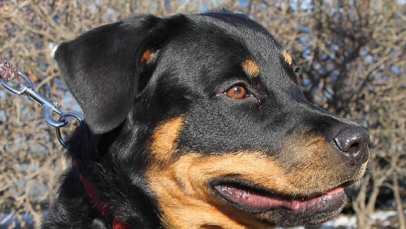 Ihre Verletzungen heilten im Tierheim aus: Rottweiler-Mix Lulu. Ihre Verletzungen heilten im Tierheim aus: Rottweiler-Mix Lulu.