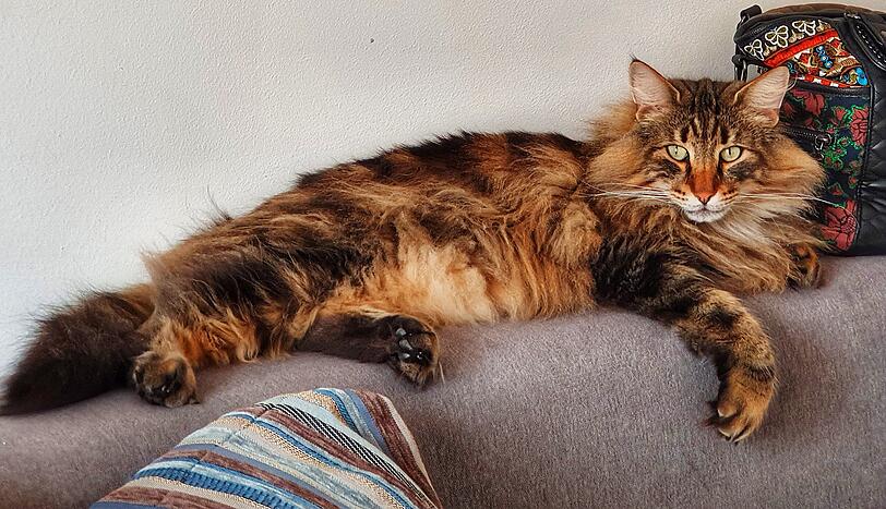 Cinnamon (cinni)