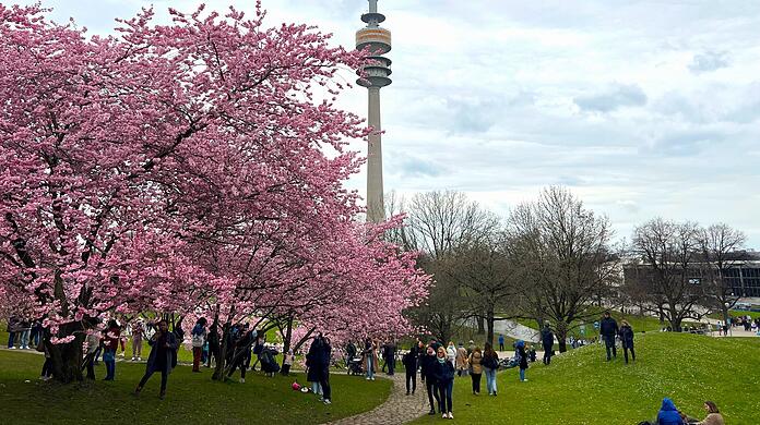 Der Andrang ist groß auf die wenigen Kirschbäume am Fuße des Olympiabergs. Einige picknicken in diesen Tagen sogar unter den rosa Blüten.