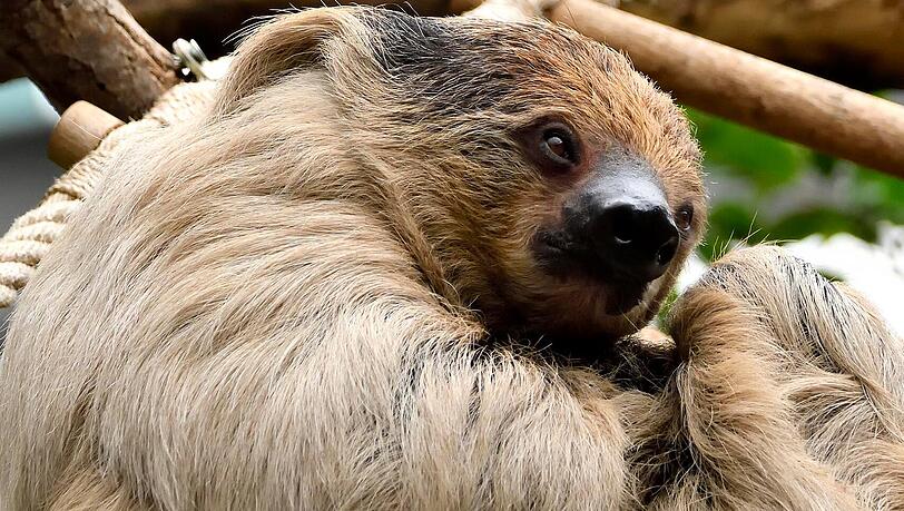 Zweifinger-Faultier Heinz im Tierpark Hellabrunn.
