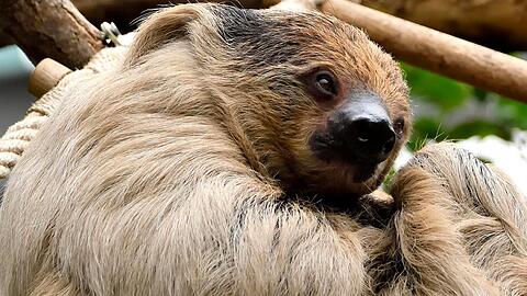 Zweifinger-Faultier Heinz im Tierpark Hellabrunn.