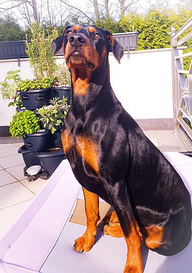 Sunny