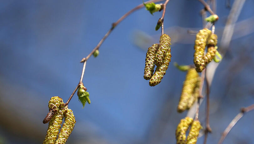 Birkenpollen hängen an einer Birke bei blauem Himmel und Sonnenschein. Allergiker werden sich wohl nicht über das Sommerwetter freuen. An diesem Wochenende ist unter anderem mit einer starken Birkenpollenbelastung zu rechnen. +++ dpa-Bildfunk +++ Birkenpollen hängen an einer Birke bei blauem Himmel und Sonnenschein. Allergiker werden sich wohl nicht über das Sommerwetter freuen. An diesem Wochenende ist unter anderem mit einer starken Birkenpollenbelastung zu rechnen. +++ dpa-Bildfunk +++
