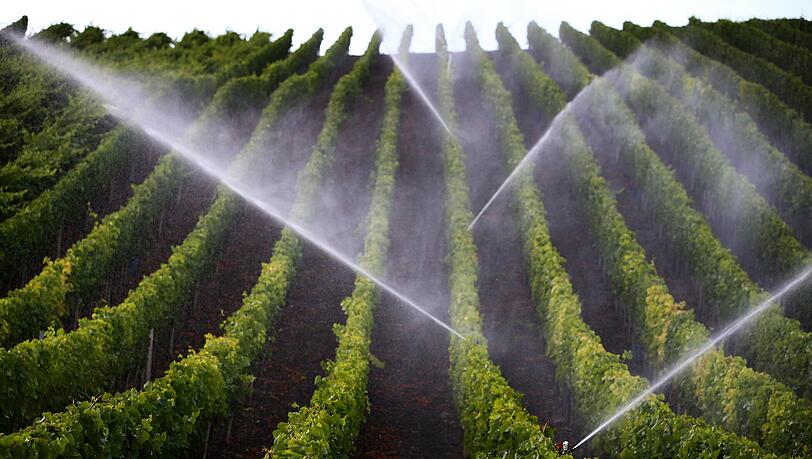 Dringend benötigte Abkühlung: Wer als Winzer seiner Felder heuer nicht bewässert hat, steht nun vor verdorrten Weinreben. Dringend benötigte Abkühlung: Wer als Winzer seiner Felder heuer nicht bewässert hat, steht nun vor verdorrten Weinreben.
