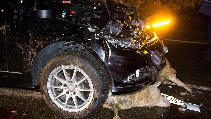 Nichts für schwache Nerven. Ein Mercedes raste mitten in die Herde &ndash; die Bilder vom Bergungseinsatz.