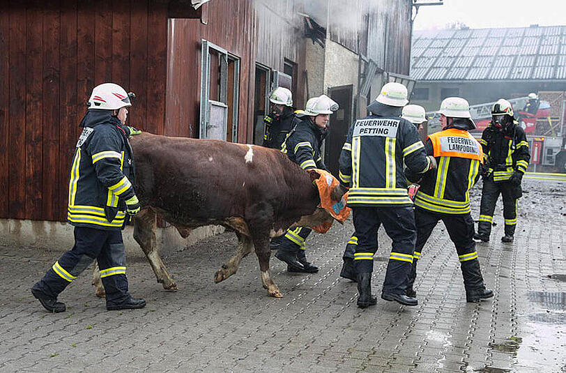 Bilder vom Großeinsatz der Feuerwehr: In Petting stand ein Stall in Vollbrand, etliche Tiere mussten aus dem brennenden Gebäude gerettet werden.