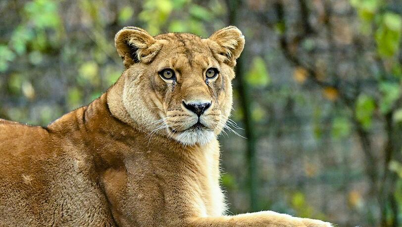 Zoo-in-Neuseeland-muss-schlie-en-L-wen-eingeschl-fert