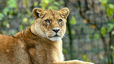 Gibt es für die fünf verbleibenden Löwen noch Hoffnung? (Archivbild)
