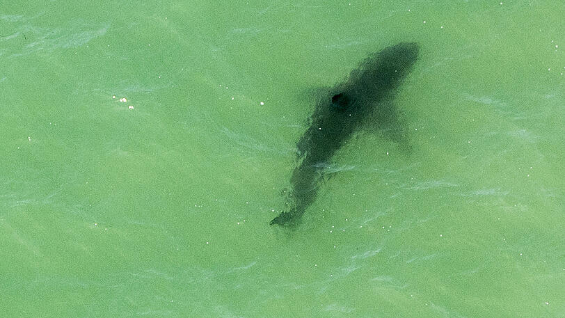 Ein Hai schwimmt vor einer Küste. (Archivbild)