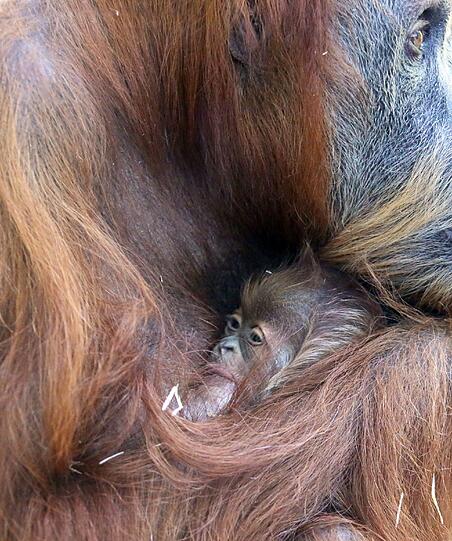 Das Orang-Utan-Baby von Hellabrunn. Die Bilder.